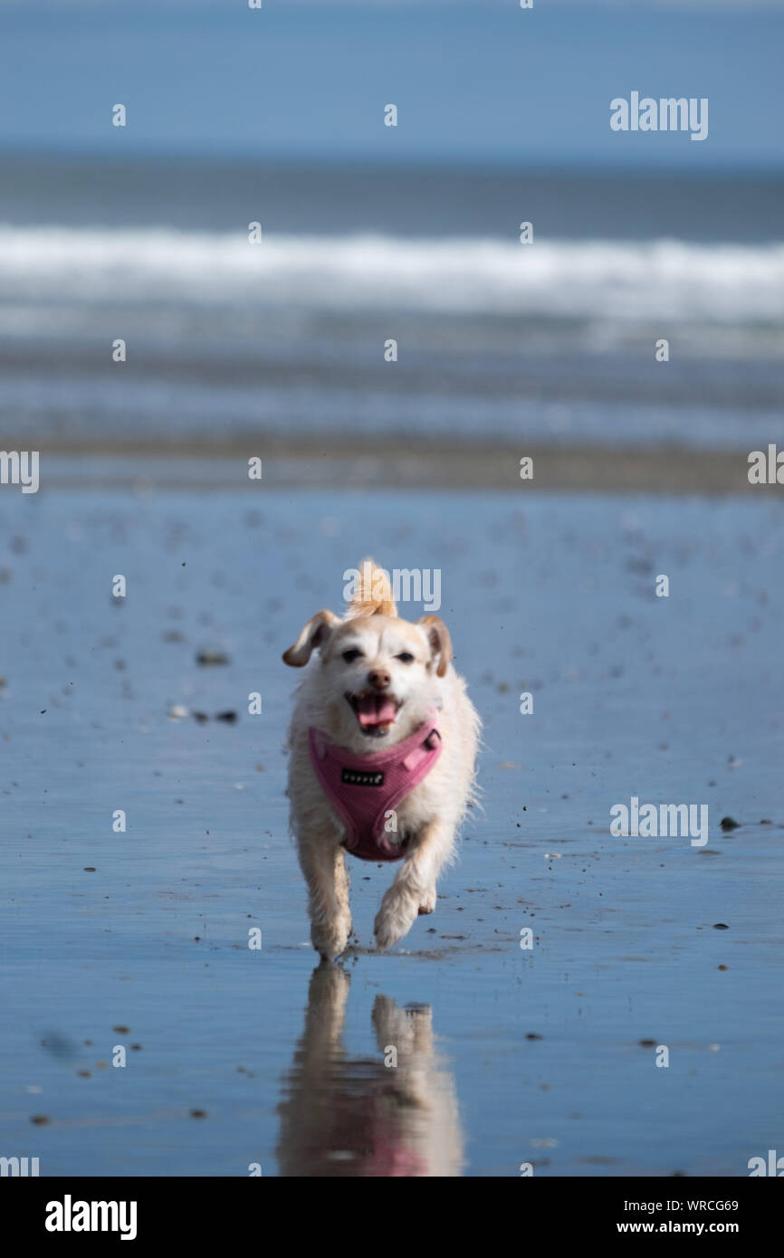 Kleinen weißen Hund läuft auf Meer mit Wellen im Hintergrund Stockfoto