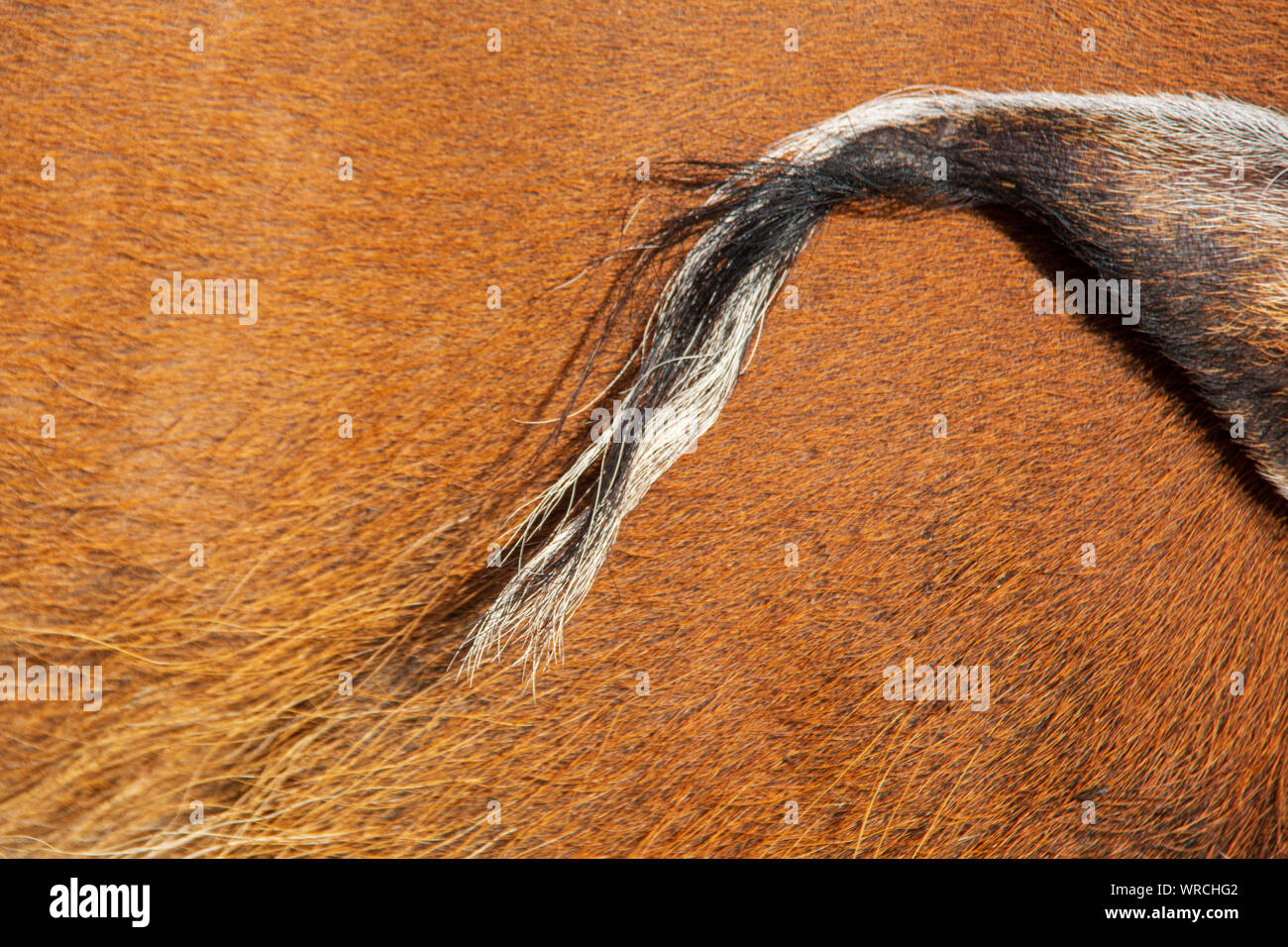 Nahaufnahme der getuftete Ohr eines Red River hog (Potamochoerus Porcus) Stockfoto