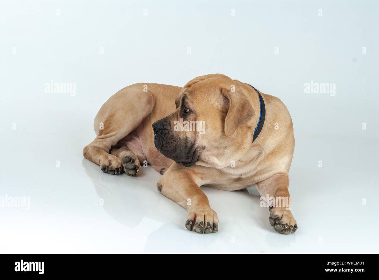 Hund Boerboel, Südafrikanische Mastiff. Stockfoto