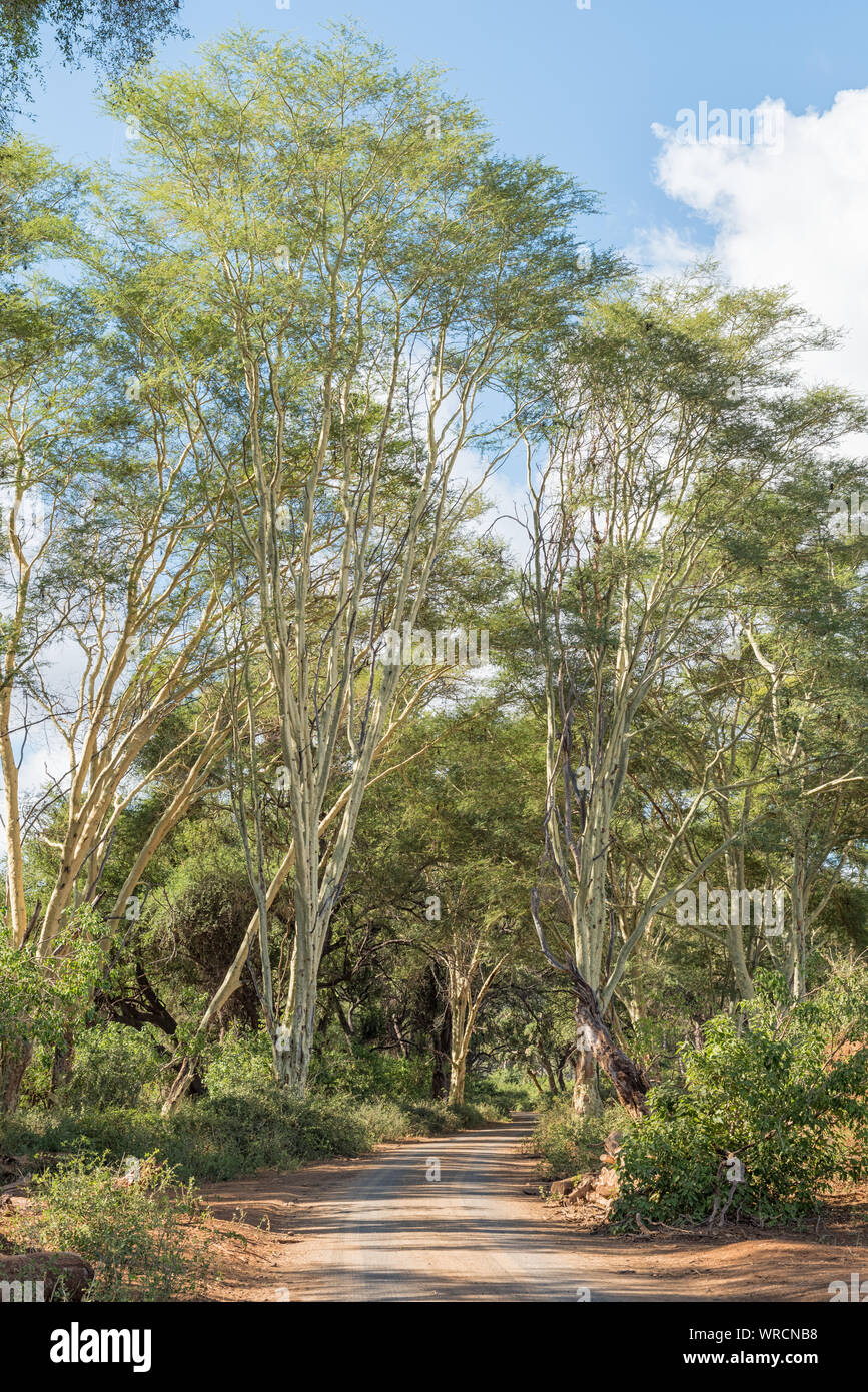 Eine Schotterstraße vorbei zwischen Fieber Bäume, Vachellia xanthophloea Stockfoto