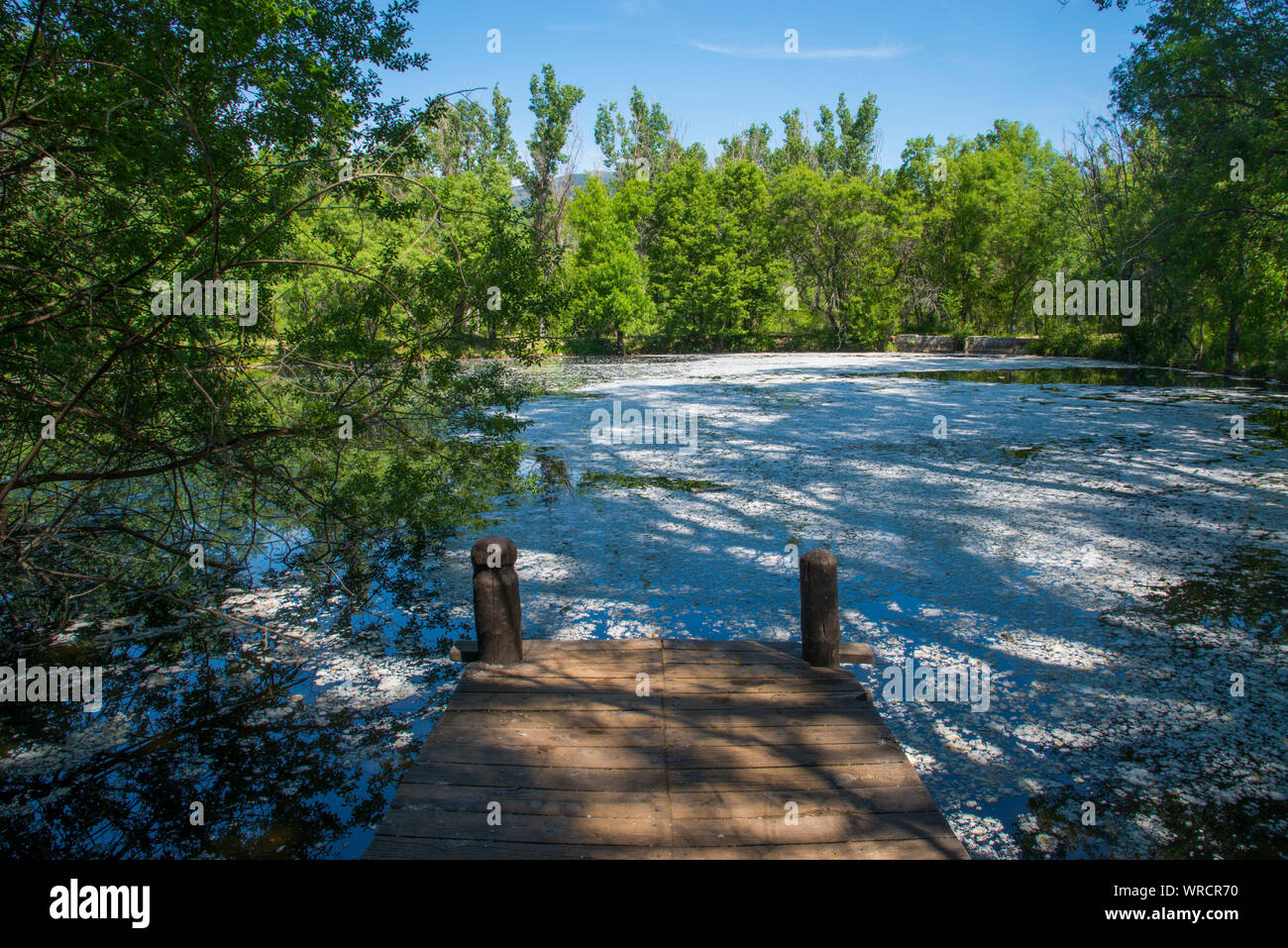 Teich. Finnische Wald, Valladolid, Provinz Madrid, Spanien. Stockfoto