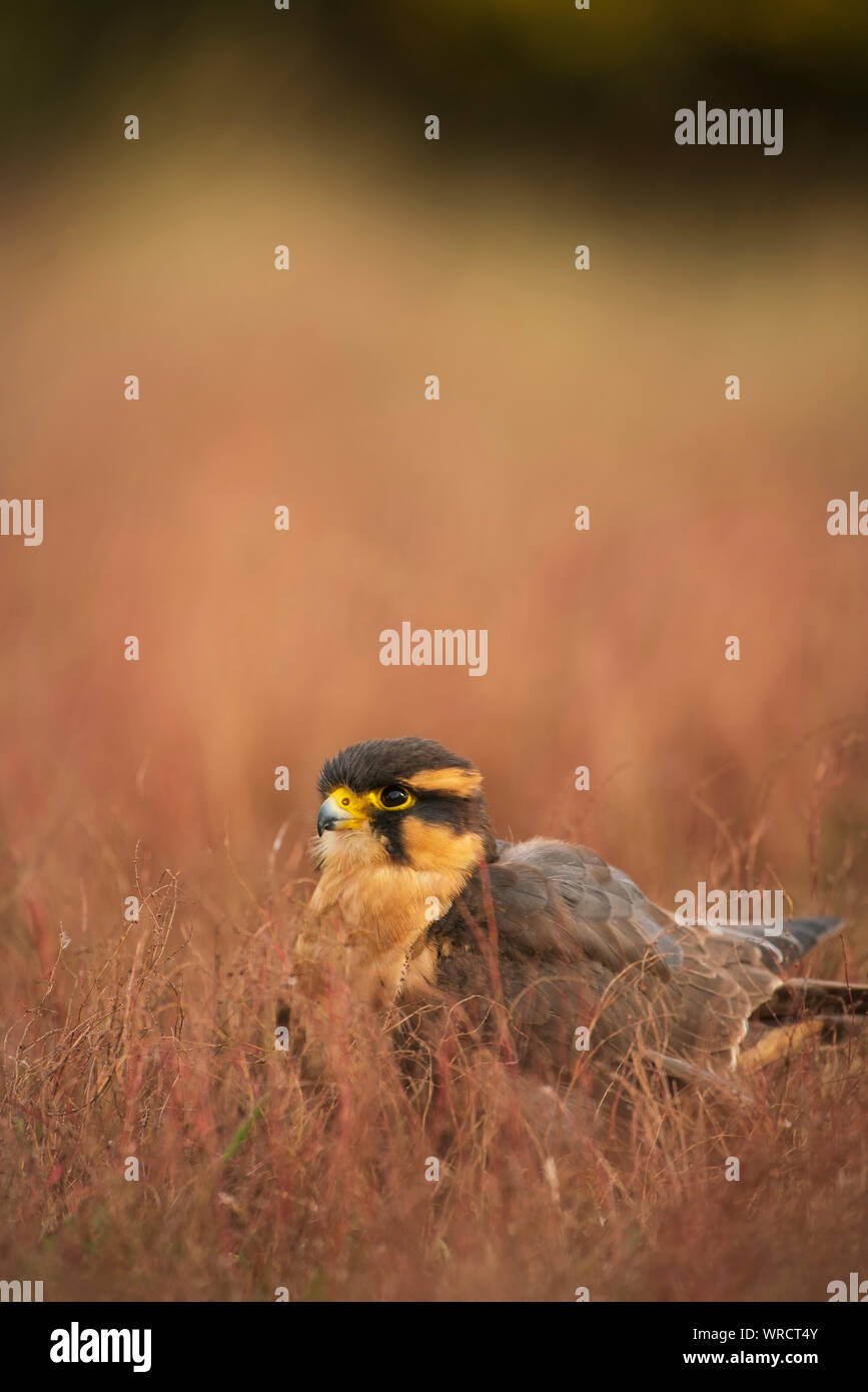 Aortenprothesen aplomada Falke, Falco, Captive in trockenen Scheuern Stockfoto