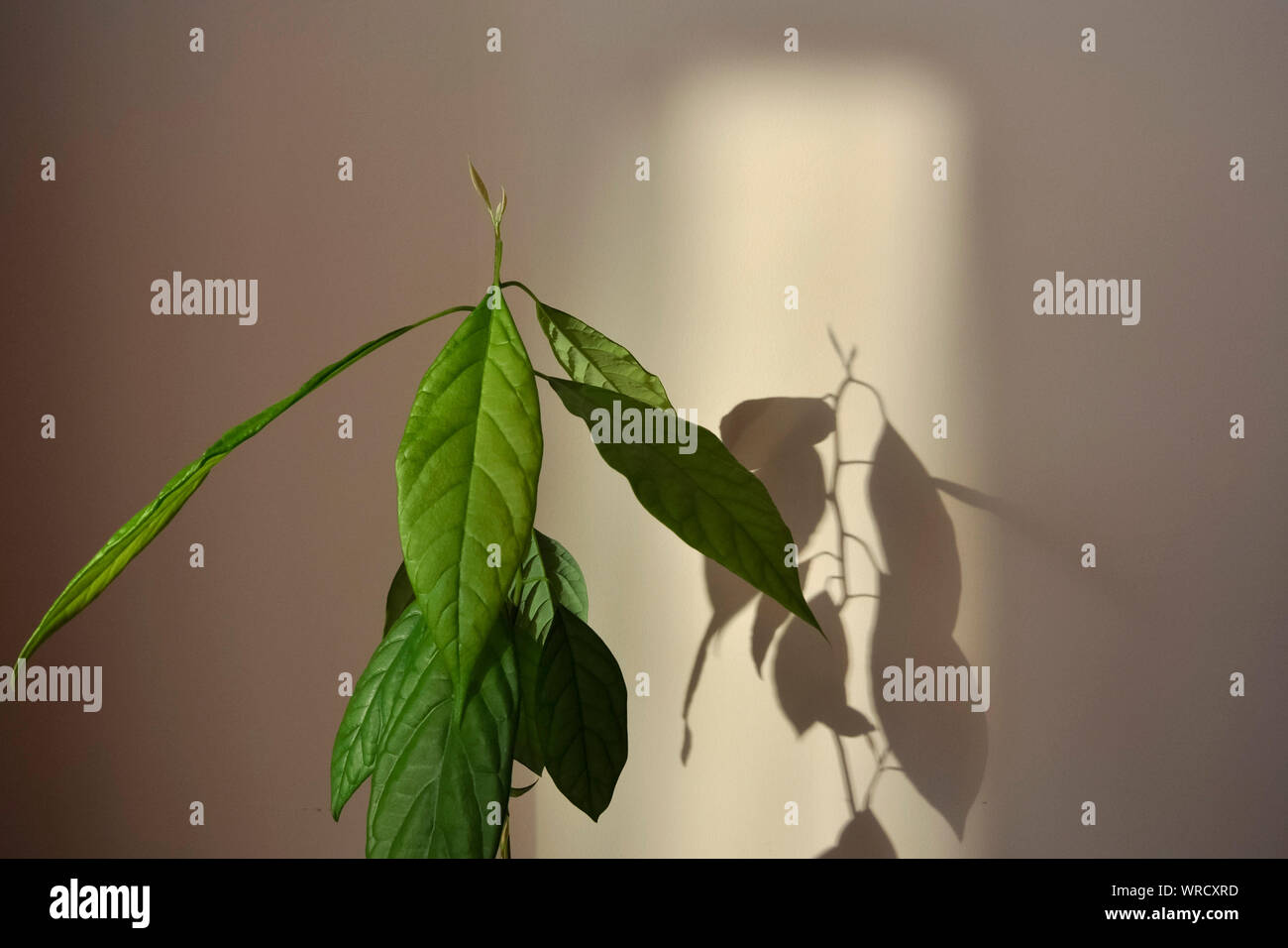 Avocadopflanze und Avocadoblätter werfen Schatten auf die Wand Stockfoto