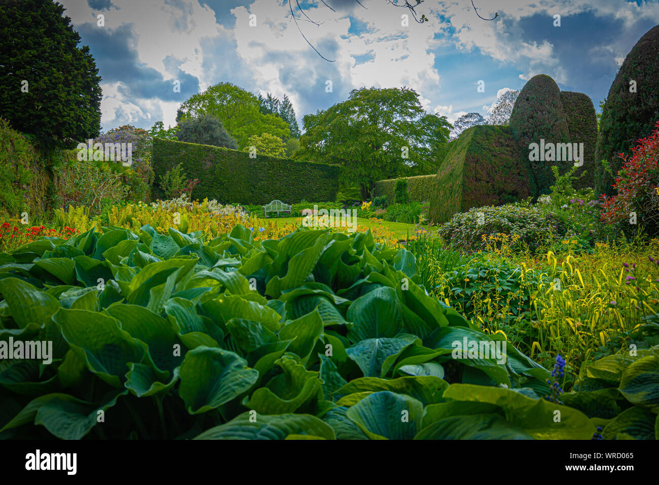 Blick auf die Hostas und die ordentlich getrimmten Hecken im Gartenhaus devon Stockfoto