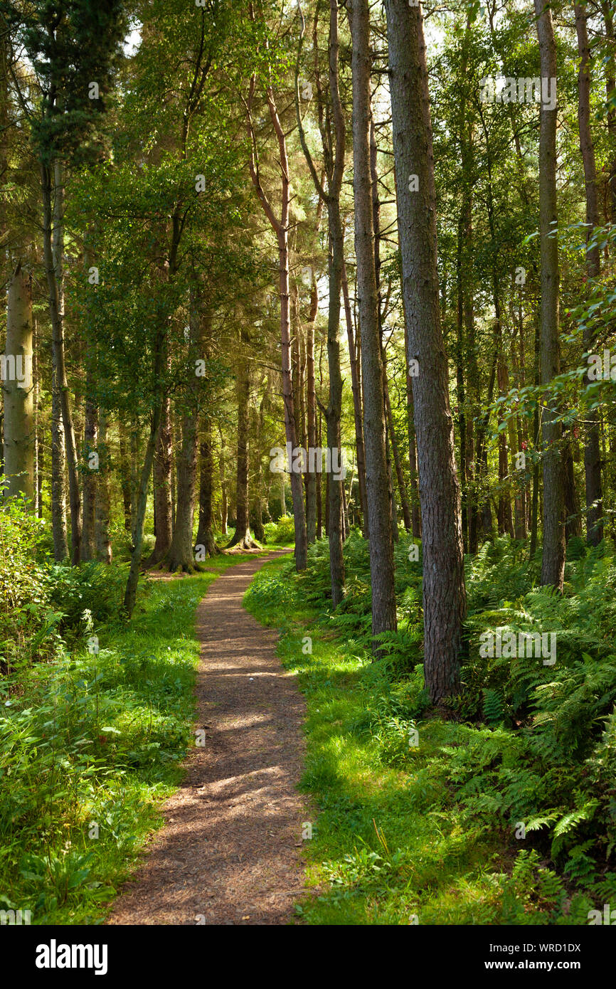 Woodland Trust finden Portmoak Moss in der Nähe von Scotlandwell Schottland. Stockfoto