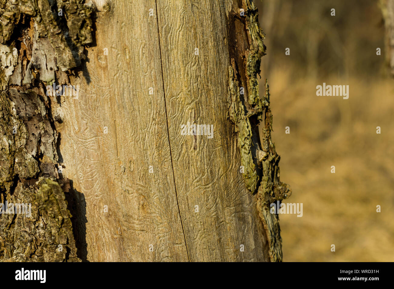 Wald sterben Klimawandel toter Baum mit gehobelten Rinde und Wurmlöcher Wurm Spuren Stockfoto
