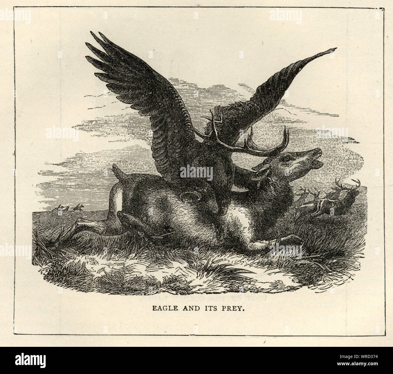Vintage Gravur der Wildtiere, Vögel, Adler angreifen ein Hirsch, 19. Jahrhundert Stockfoto