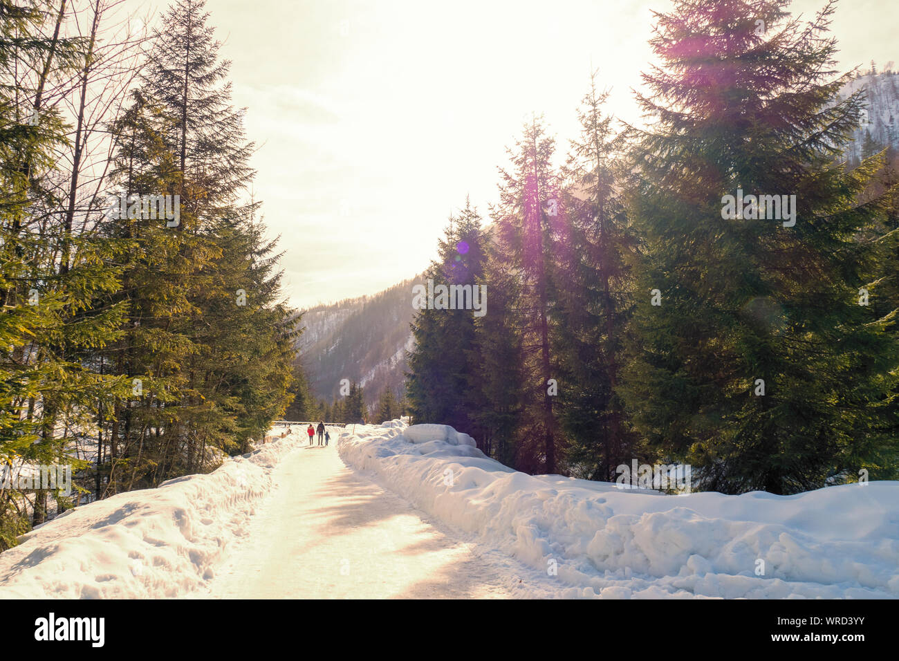 Eine Familie entlang eine Schnee Straße durch den dichten Wald des Alm Tal in der Nähe von Grünau im Almtal, OÖ, Austria abgedeckt Stockfoto