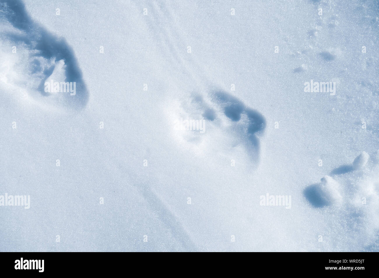 images Bear Tracks Bear Print In Snow alamy