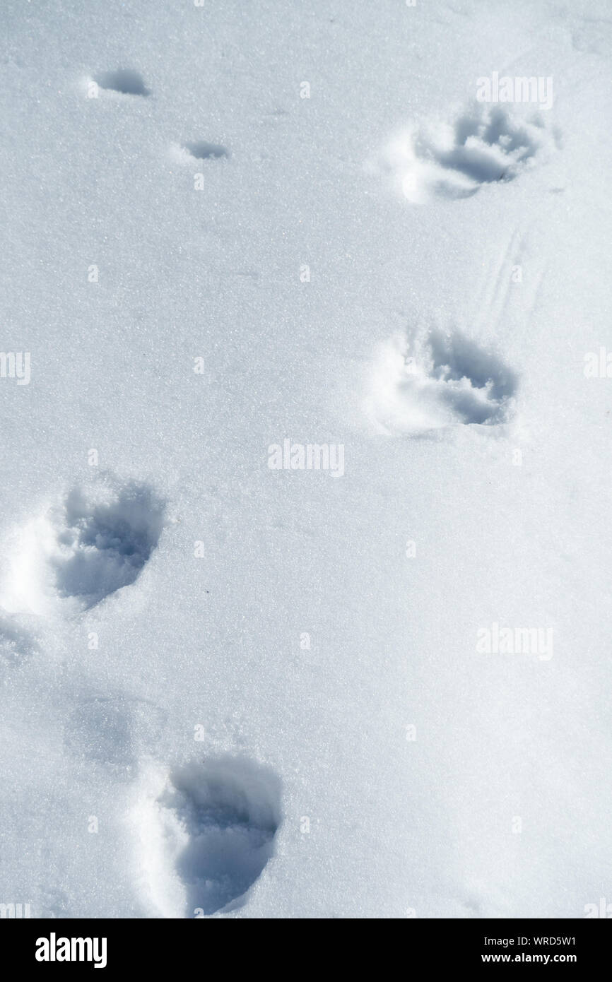 pics Bear Tracks Bear Print In Snow alamy