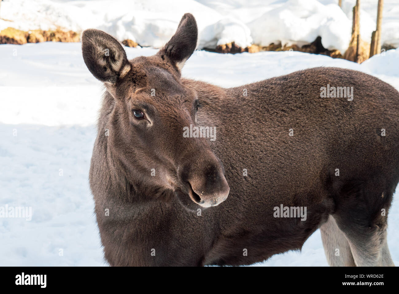 Junge Elche (Alces alces) stehen in einer Winterlandschaft Stockfoto