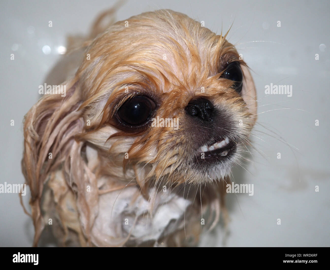 Lustig Welpe Hund baden Stockfoto