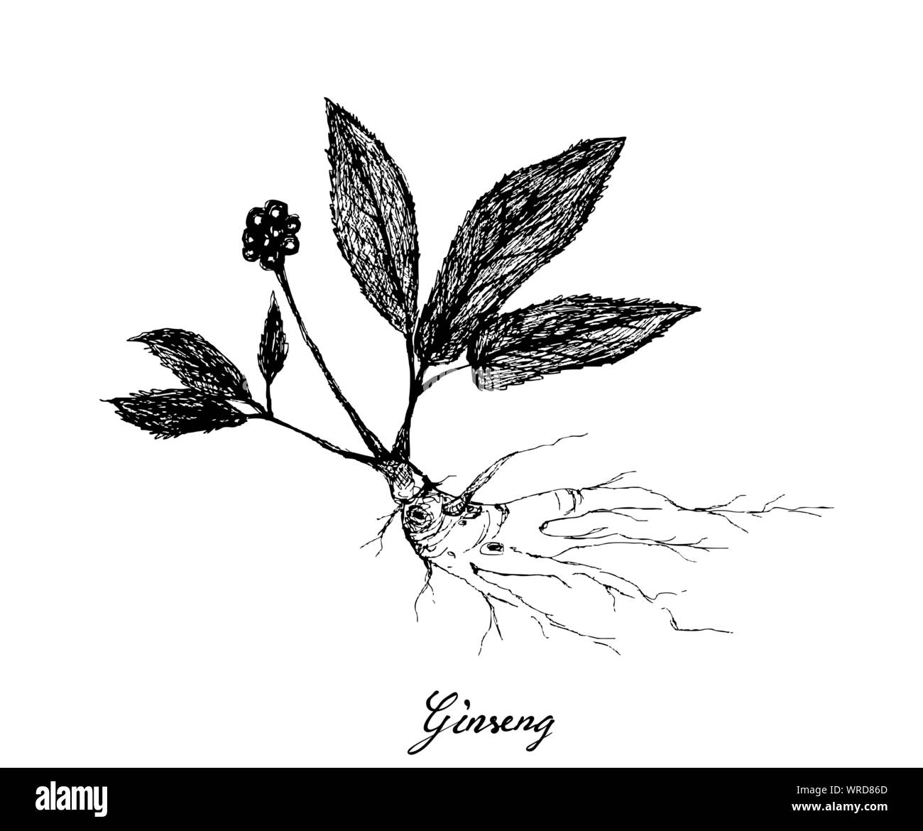 Pflanzliche Blumen und Pflanzen, Handgezeichnete Abbildung: Ginseng Pflanzen verwendet für traditionelle Medizin, die geglaubt werden, um Energie erhöhen, senken den Blutzuckerspiegel und Chole Stock Vektor