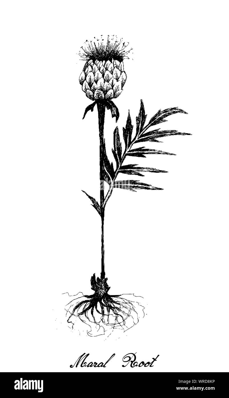 Pflanzliche Blumen und Pflanzen, Handgezeichnete Abbildung: Rhaponticum Carthamoides oder Maral Root Pflanze, in Alternative verwendet und Volksmedizin. Stock Vektor