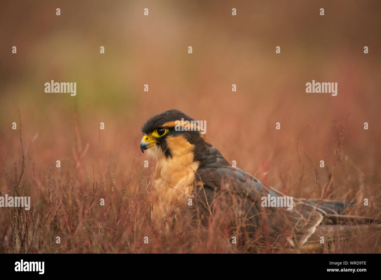 Aortenprothesen aplomada Falke, Falco, Captive in trockenen Scheuern Stockfoto
