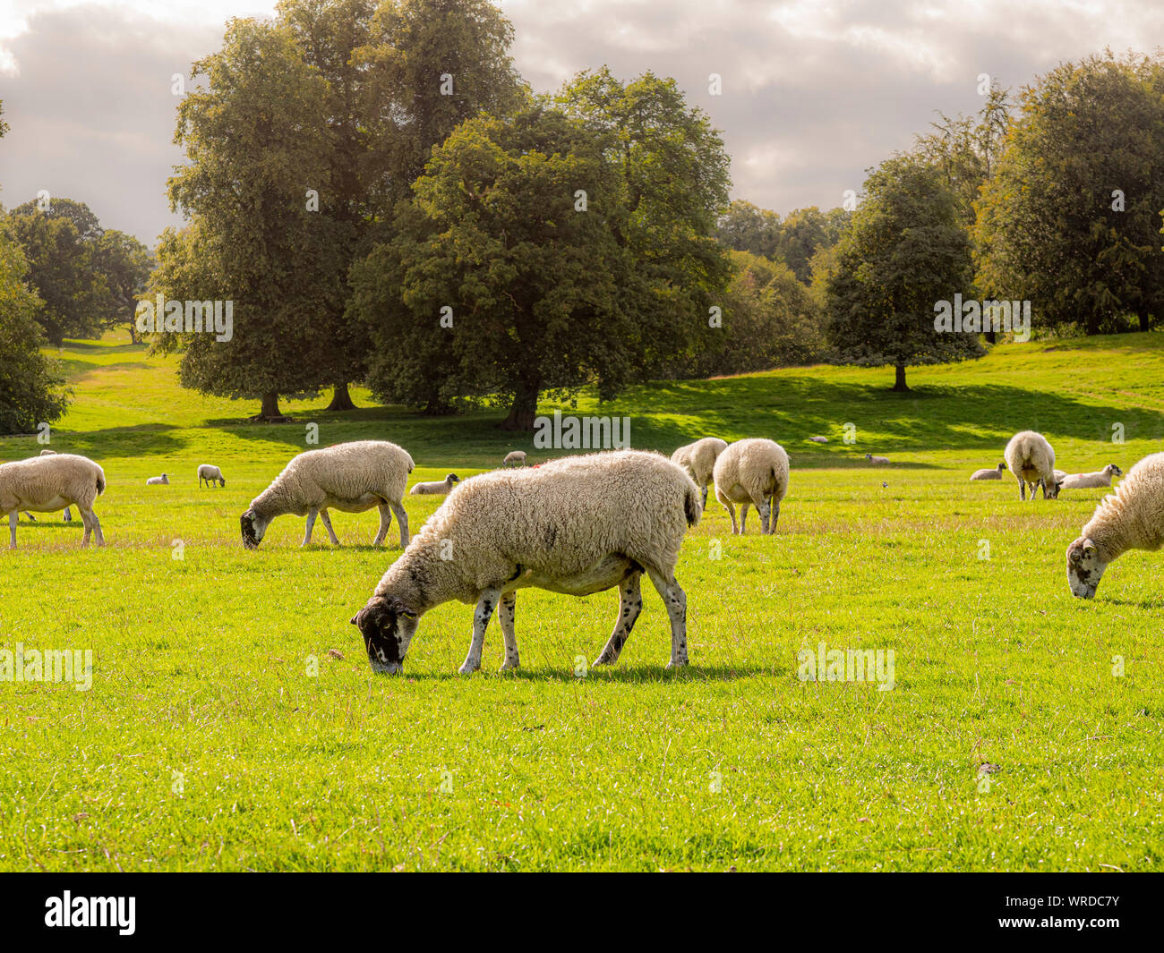 Schafbeweidung im Feld Stockfoto