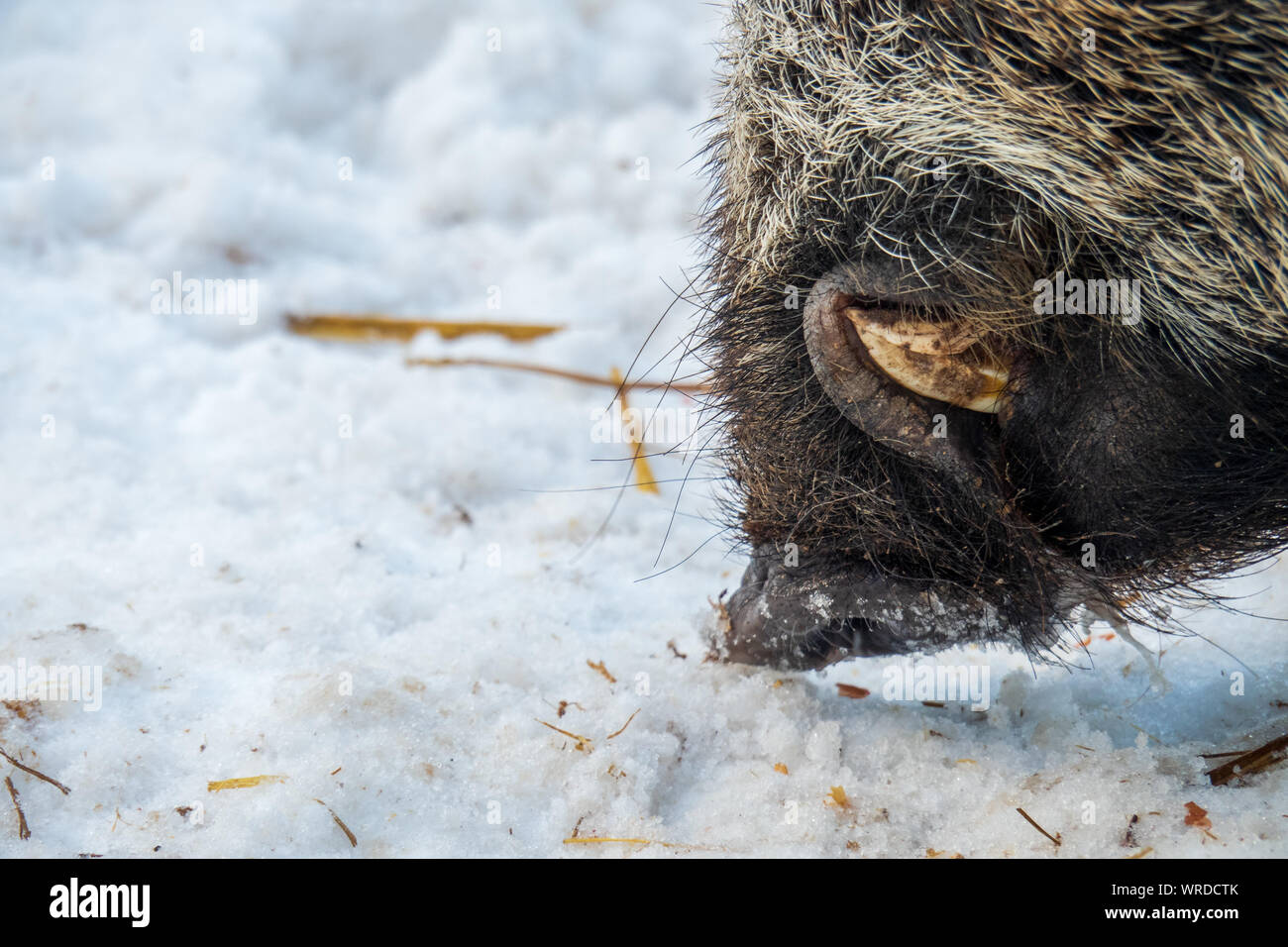 Die Schnauze eines männlichen Wildschwein für Lebensmittel unter dem Schnee in der alpinen Region innerhalb der österreichischen Alpen, Österreich Suche Stockfoto