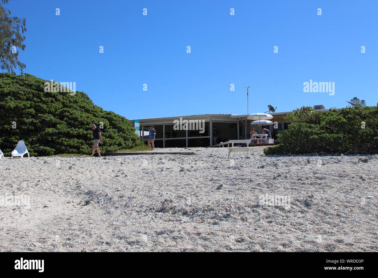 Lady Elliot Island Stockfoto