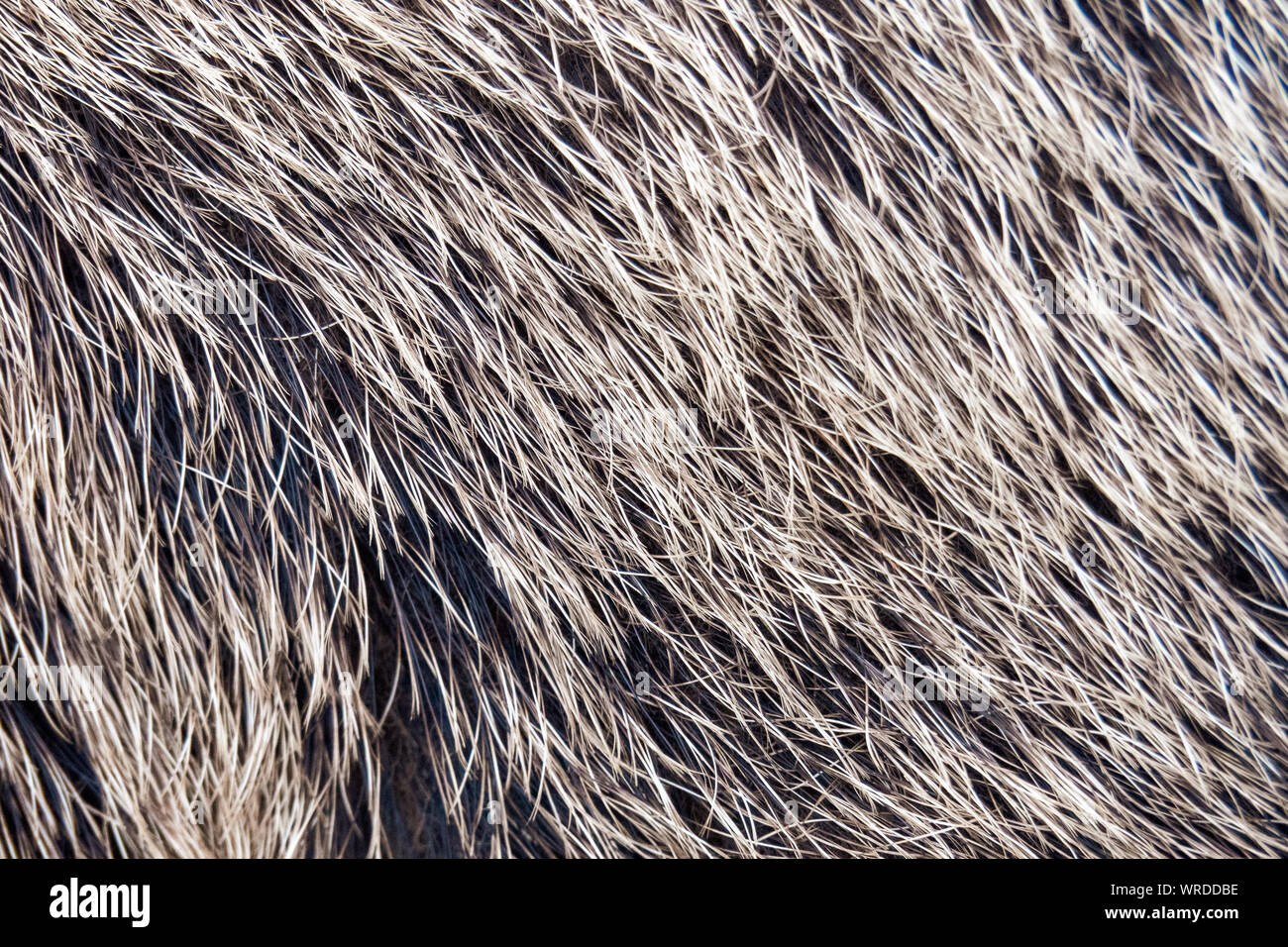 Blick auf das Fell von einem Wildschwein in der Wüste von Österreich im