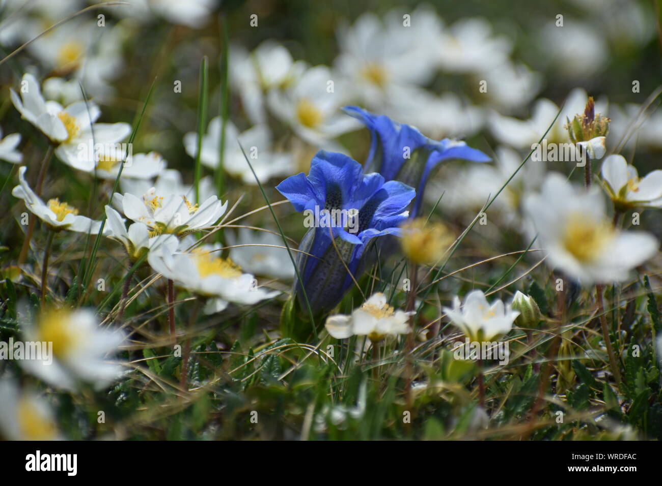 Der Frühling in den Alpen, Alm mit Blauer Enzian (Gentiana Clusii) und Pulsatilla Alpina (alpine Küchenschelle oder alpinen Anemone) Stockfoto