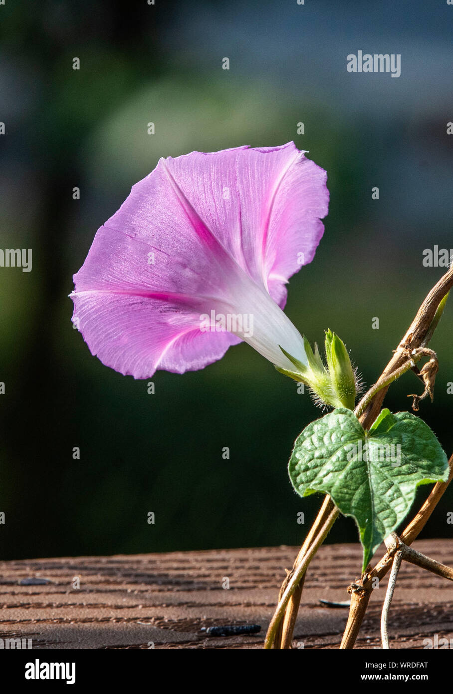 Von der Rückseite Stockfoto
