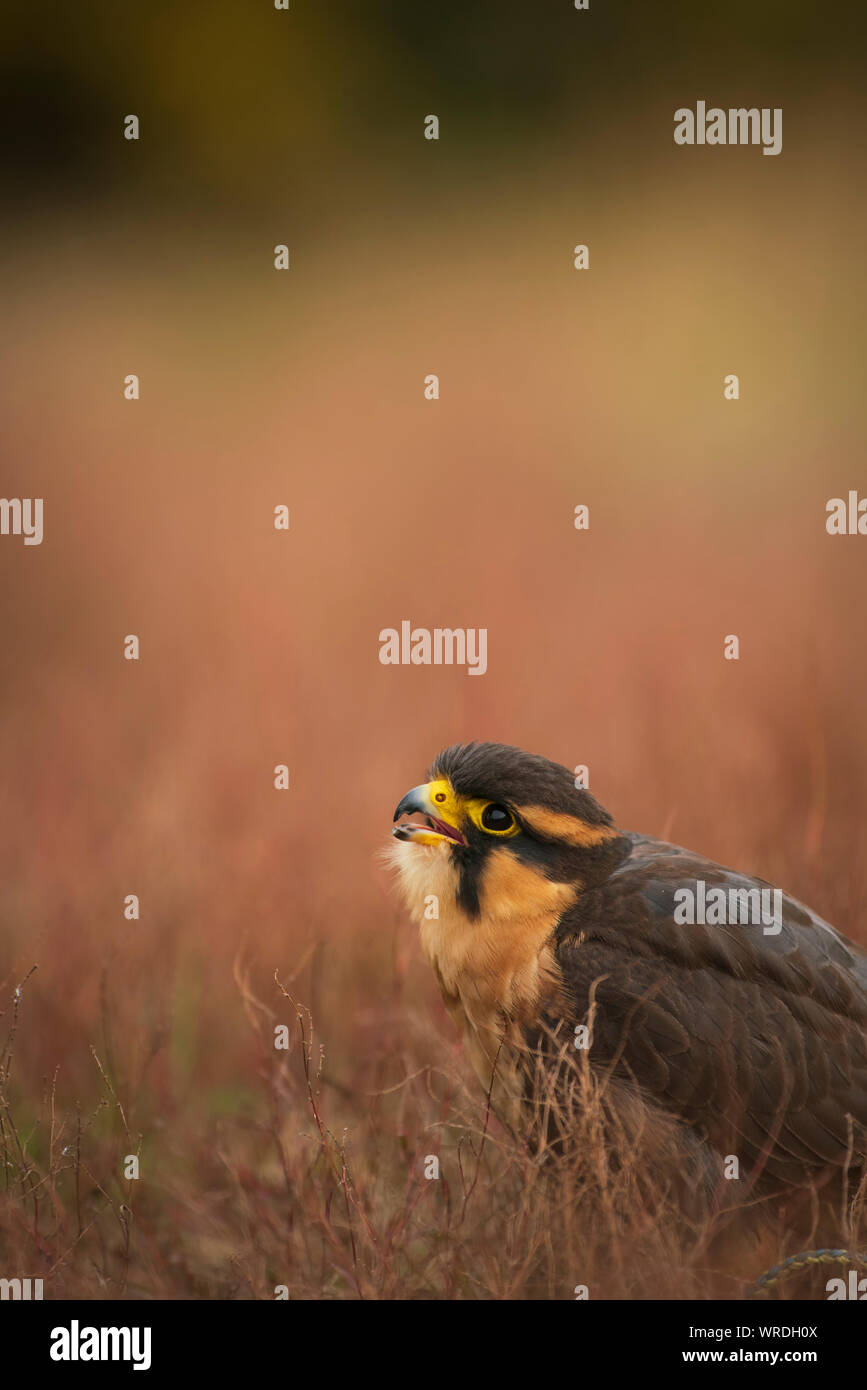 Aortenprothesen aplomada Falke, Falco, Captive in trockenen Scheuern Stockfoto