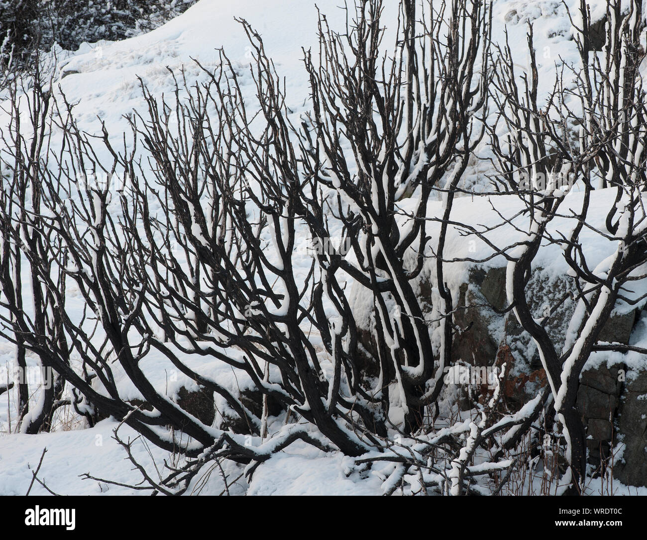 Schweden - Winter, Kältesten, Jahreszeit, Regionen, Einfrieren, Temperaturen, Eis, Schnee Stockfoto