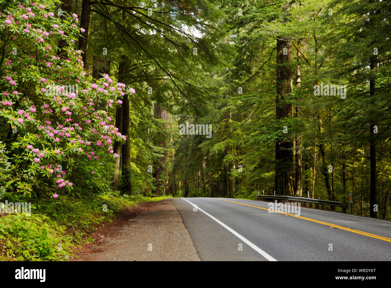 Kalifornien - Native Rhododendren blühen am Highway 199 im Jedediah Smith Redwoods State Park Abschnitt der Redwoods National- und Staatsparks. Stockfoto