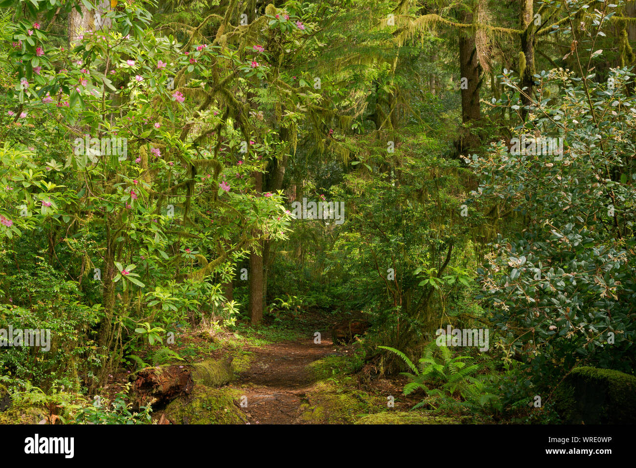 CA 03519-00 ... Kalifornien - Rhododendron blühen entlang der Hiouchi Trail im Jedediah Smith Redwoods State Park. Stockfoto