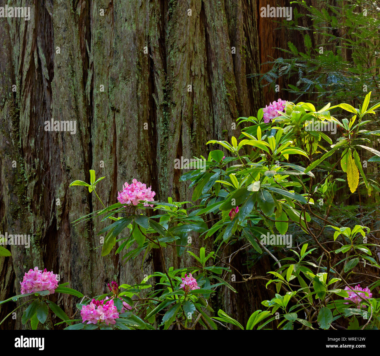 CA 03520-00 ... Kalifornien - Rhododendron blühen entlang der Hiouchi Trail im Jedediah Smith Redwoods State Park, Teil der Redwoods nationalen und staatlichen Stockfoto
