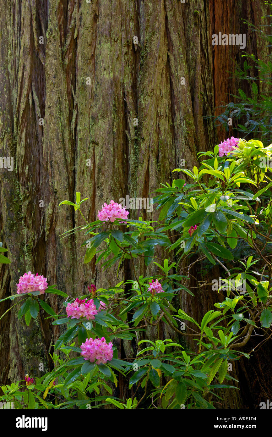 CA 03521-00 ... Kalifornien - Rhododendron blühen entlang der Hiouchi Trail im Jedediah Smith Redwoods State Park, Teil der Redwoods nationalen und staatlichen Stockfoto