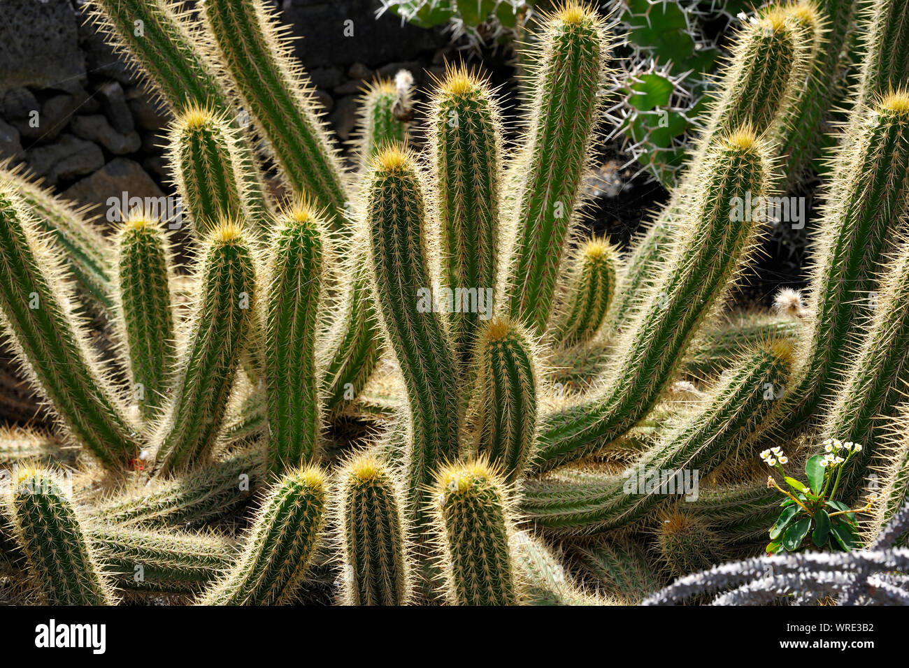 Jardin de Cactus (echinopsis Thelengonoides) Lanzarote, Kanarische Inseln Stockfoto