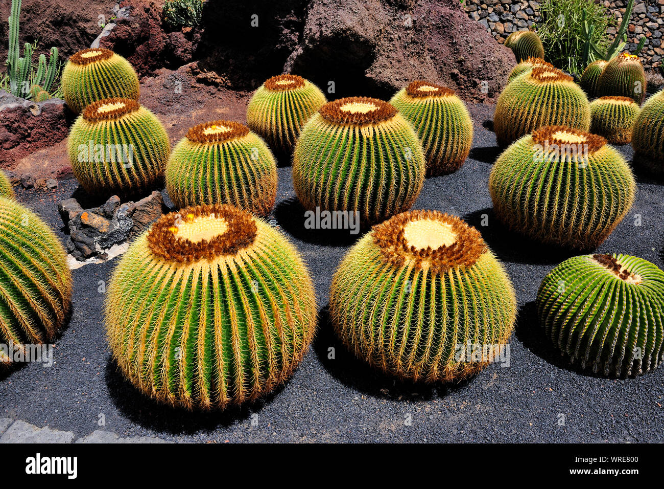 Jardin de Cactus (Cesar Manrique). Lanzarote, Kanarische Inseln. Spanien Stockfoto