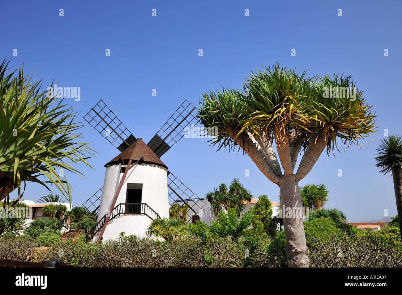 Windmühle in Antigua. Fuerteventura, Kanarische Inseln. Spanien Stockfoto