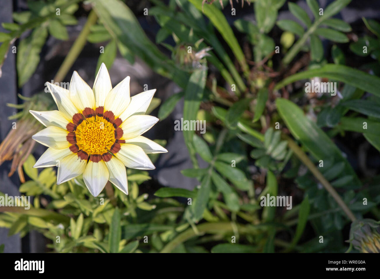 Nahaufnahme der Schatz Blume (gazania Rigens). Stockfoto