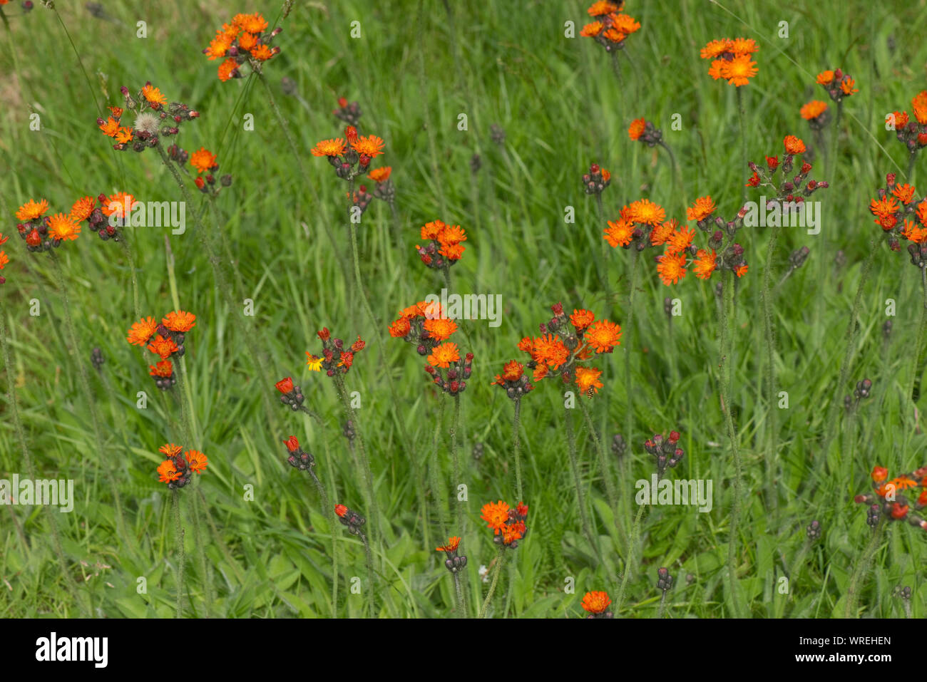 Fuchs-und-Jungen oder Orange hawkbit (Pilosella, Aurantiaca) Blüte im Garten Rasen, Berkshire, Juli Stockfoto