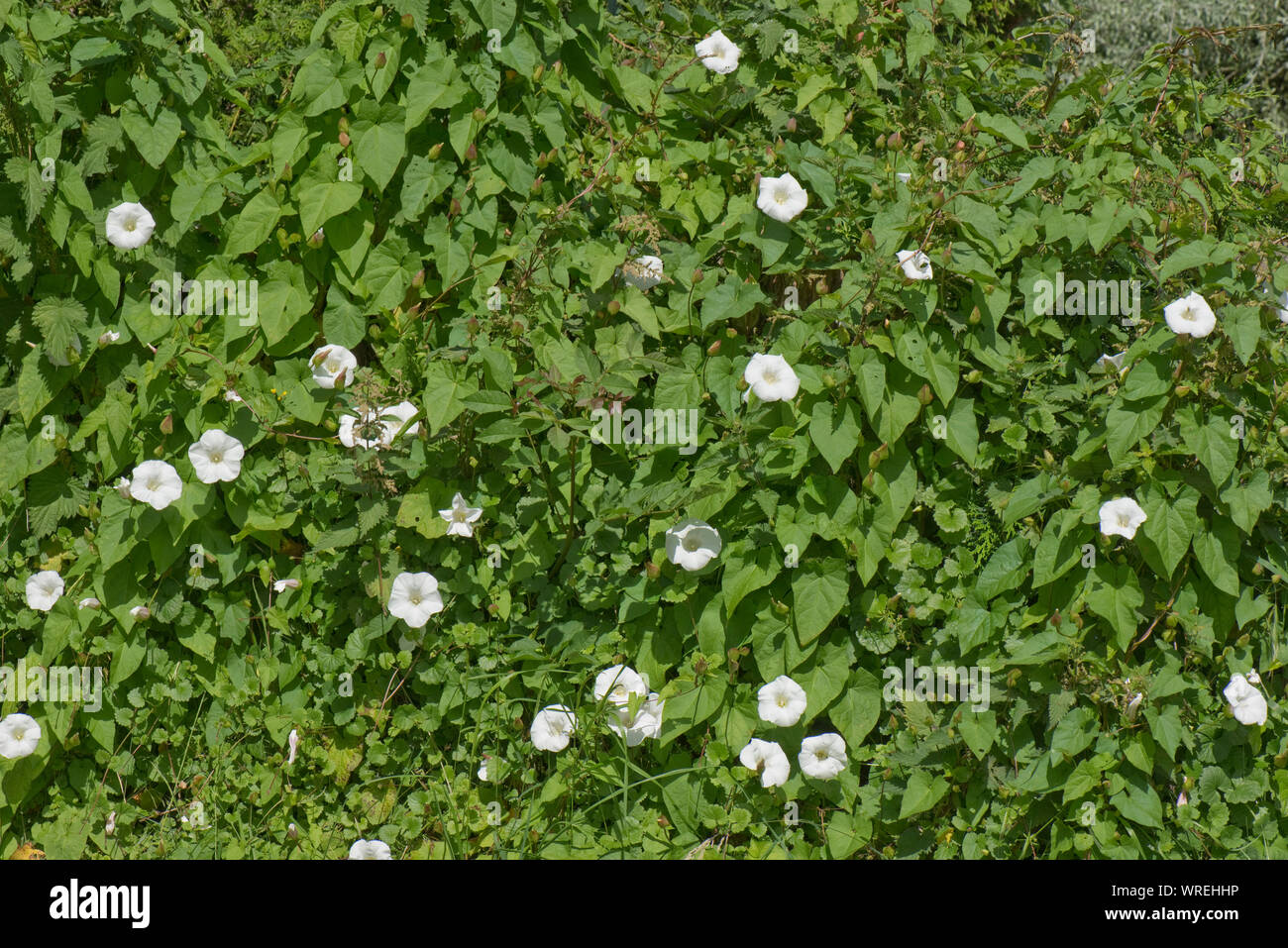 Hedge bindweed oder Oma - Pop-out-of-bed (Calystegia sepium) Blühende Pflanze klettern durch einen alten Hedge, Berkshire, Juli Stockfoto