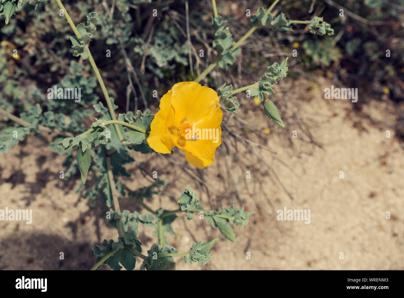 Eine gelbe Gehörnten poppy an einem Strand in Griechenland selektiven Fokus Stockfoto