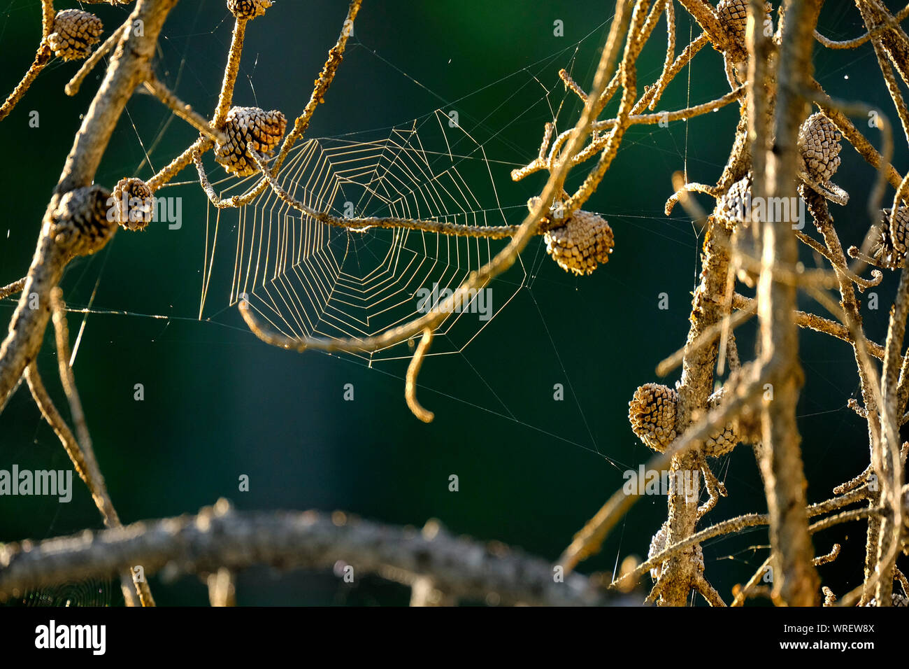 Spinnennetz hängen in Pine Tree Branches im Sommer am frühen Morgen Licht Muster der seidene Faden Stockfoto