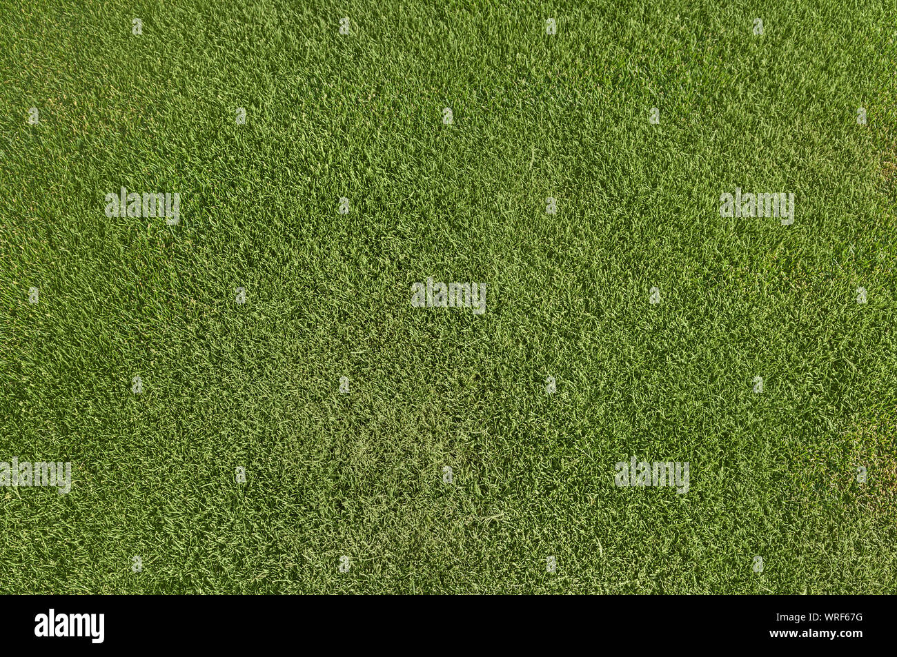 Green Grass Textur oder Hintergrund der Ansicht von oben Stockfoto