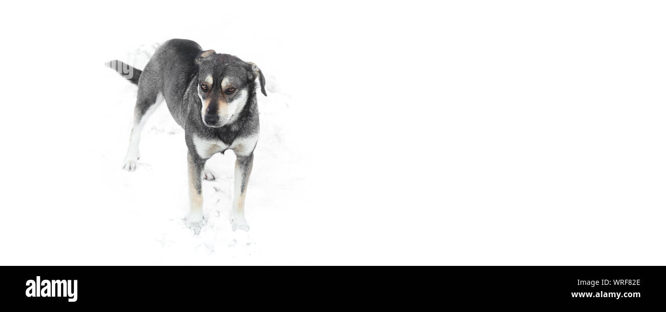 Hund ist das Einfrieren im Schnee, raue kalte Winter rauen kalten Winter Konzept Stockfoto