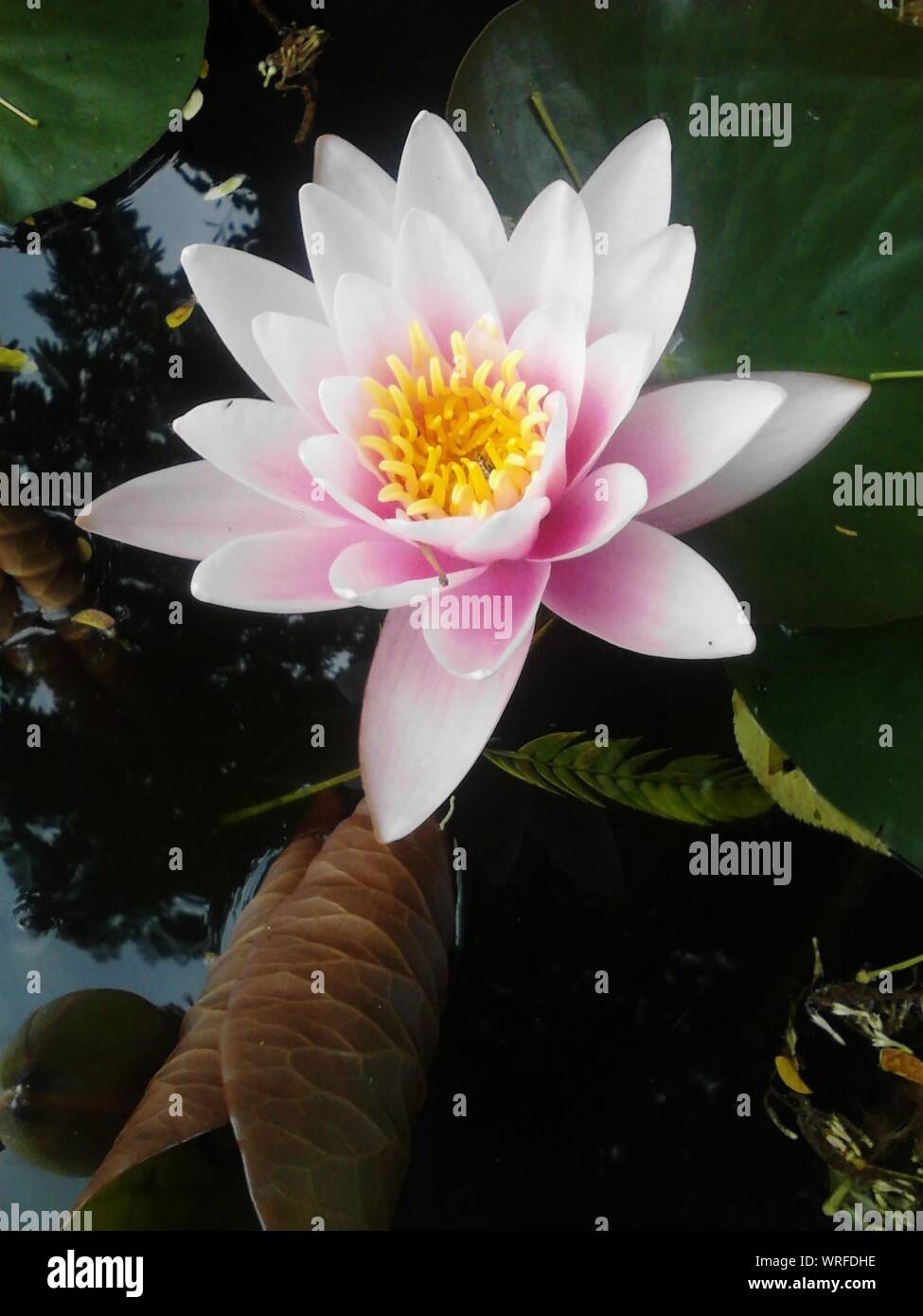 White lotus flower Fotos und Bildmaterial in hoher Auflösung Alamy