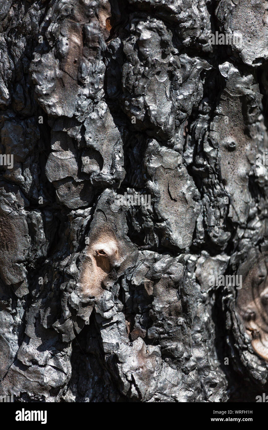 Schwarze Rinde eines Burnt Pine Tree Trunk nach einem Waldbrand auf La Palma, Spanien. Stockfoto