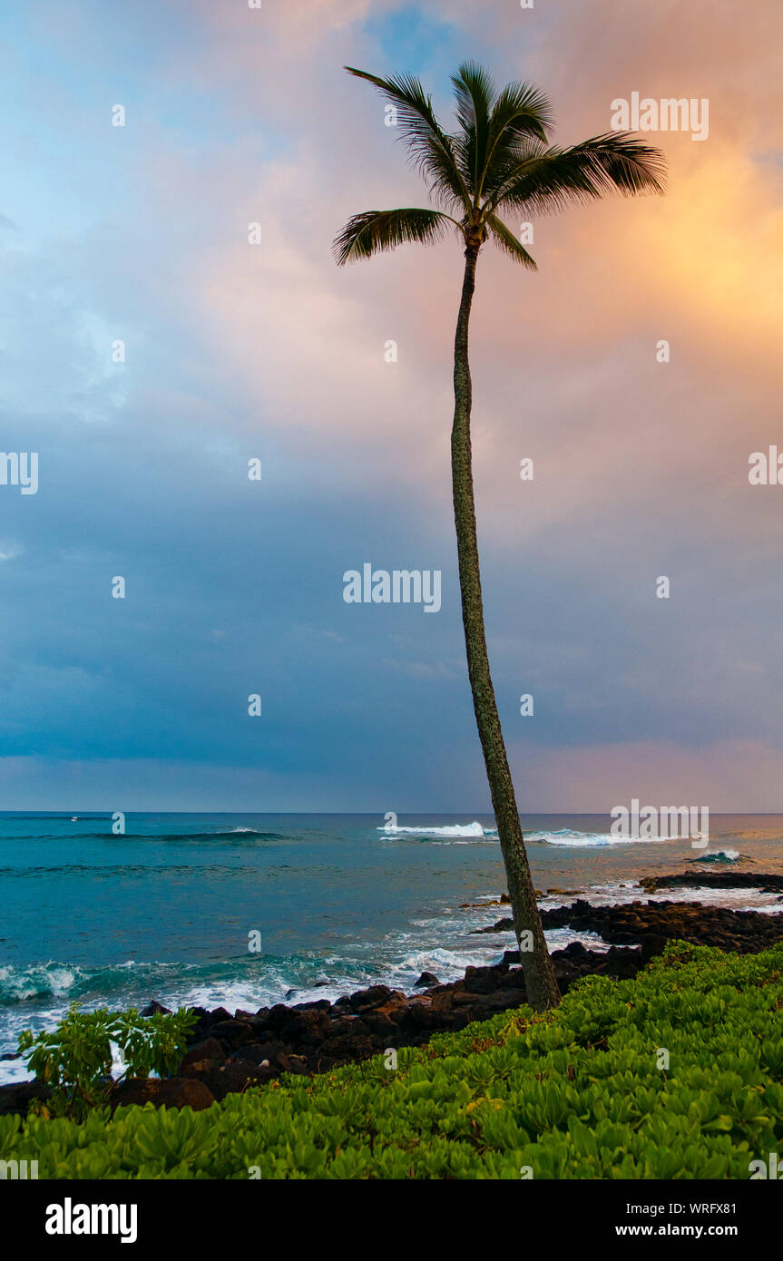 Palmen an der Küste des Pazifischen Ozeans, Kauai, Hawaii, USA Stockfoto