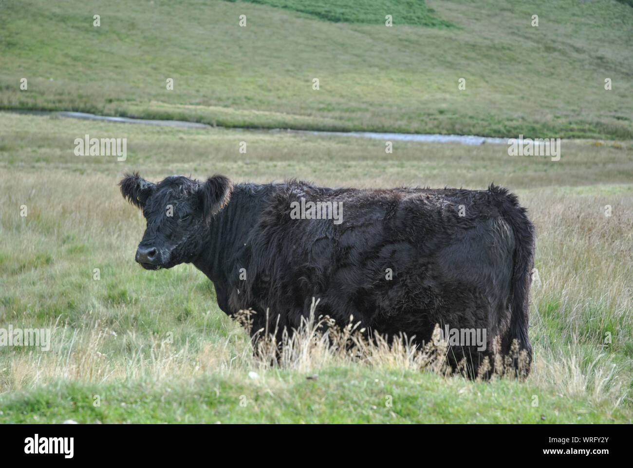 Eine Black Angus Kuh im Gras eines walisischen Tals (Bos taurus oder Bos primigenius taurus) Stockfoto