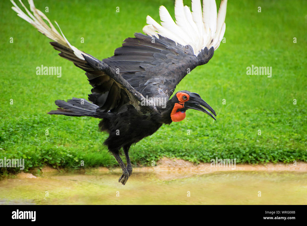 Die südliche Hornrabe (Bucorvus leadbeateri), ist eine von zwei Arten der Hornrabe, die beide ausschließlich in Afrika gefunden werden Stockfoto