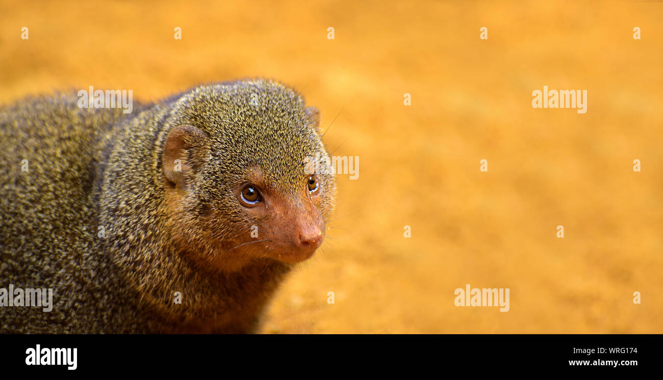 Die gemeinsame dwarf Mongoose (Helogale parvula), manchmal nur der Zwerg mongoose genannt, ist ein kleines afrikanisches Raubtier der mongoose Familie Stockfoto