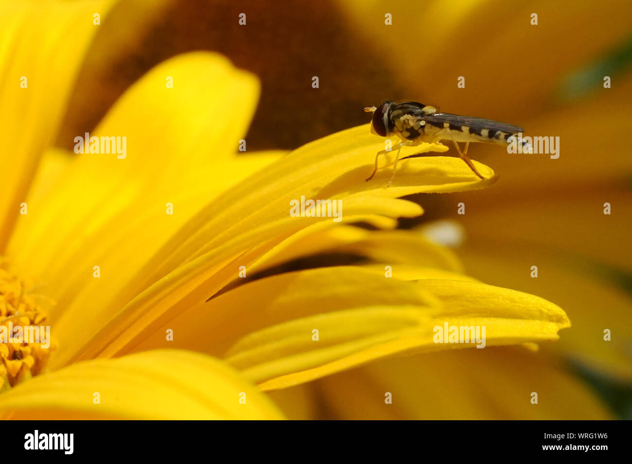 Auf gelbe Blume im Garten Fliegen Stockfoto