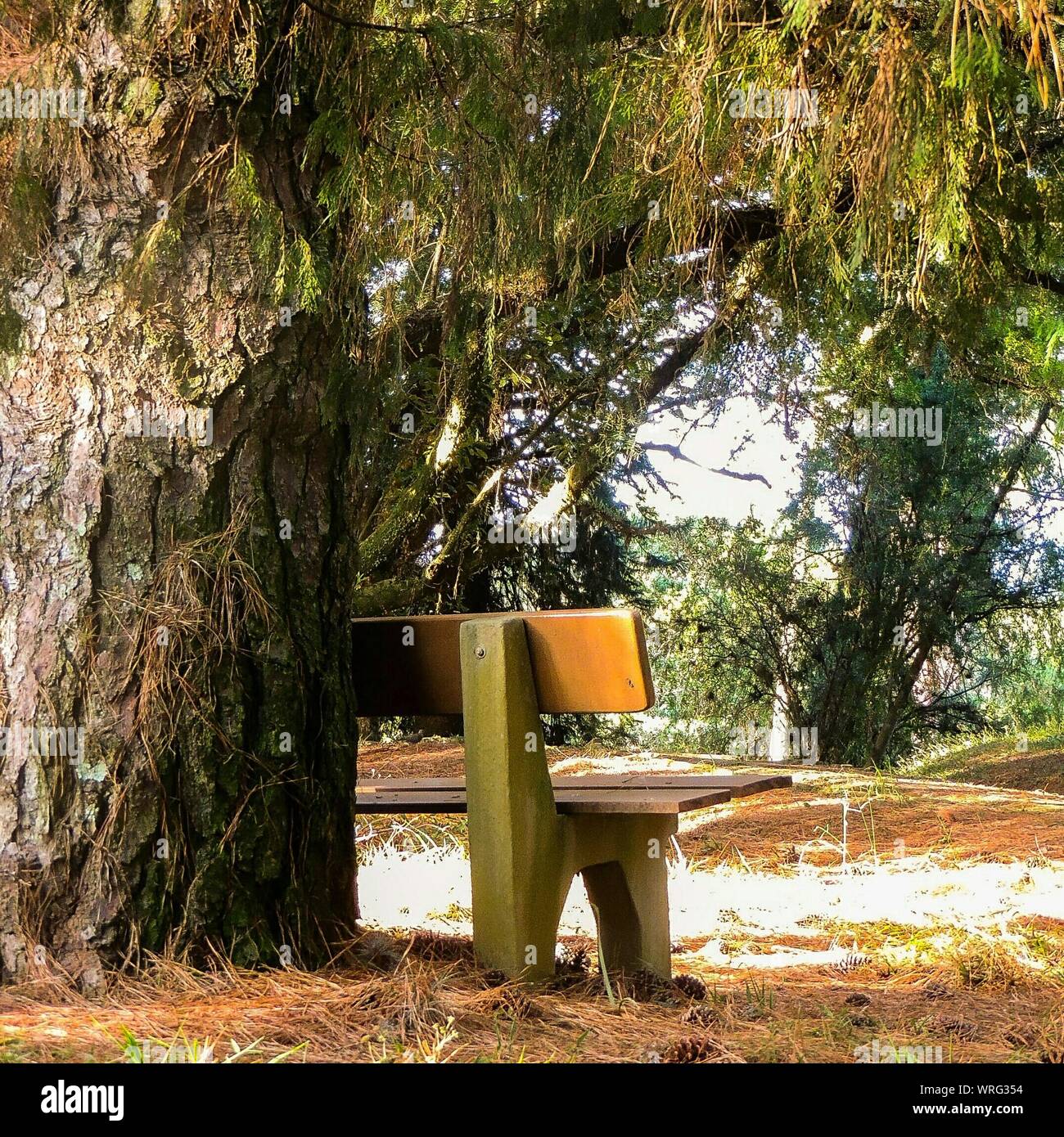 Bank unter baum Fotos und Bildmaterial in hoher Auflösung Alamy