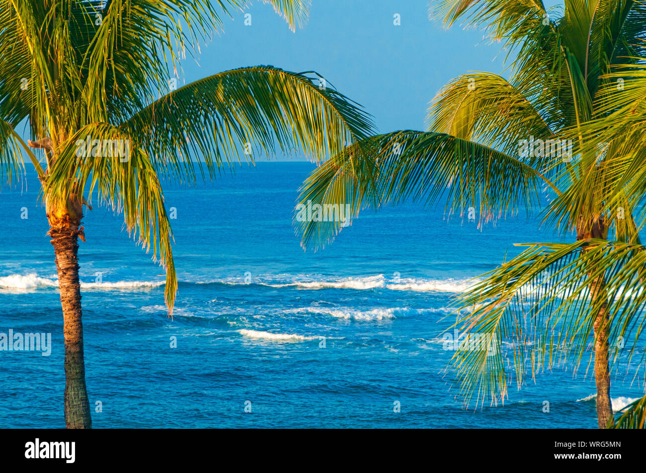 Palmen mit Blick auf den Pazifischen Ozean auf der Insel Kauai, Hawaii, USA Stockfoto